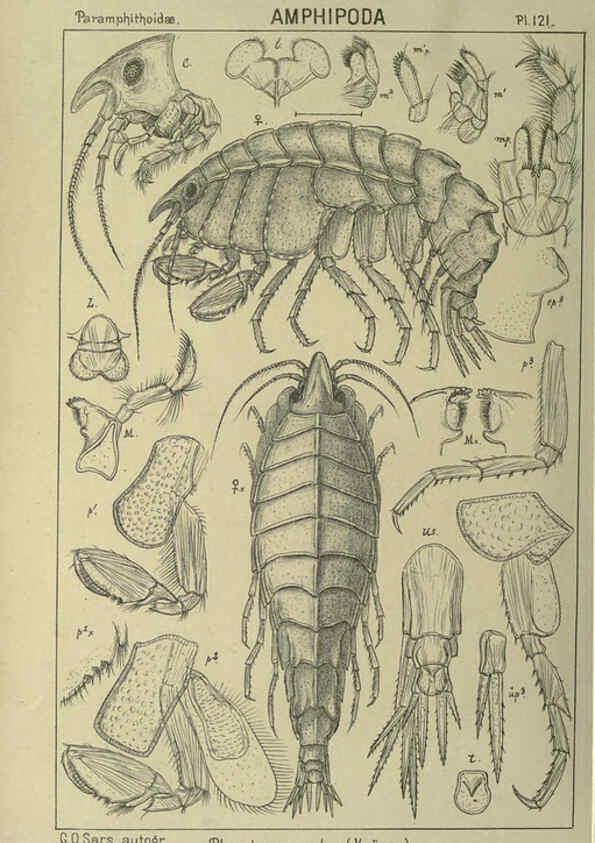 Reproducción/Reproduction 6194945575: An account of the Crustacea of Norway. v.1 Amphipoda (plates) Christiania,A. Cammermeyer,1895-1928