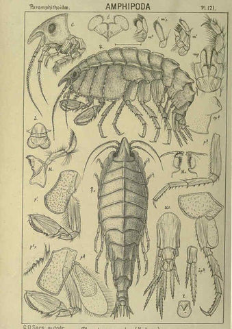 Reproducción/Reproduction 6194945575: An account of the Crustacea of Norway. v.1 Amphipoda (plates) Christiania,A. Cammermeyer,1895-1928