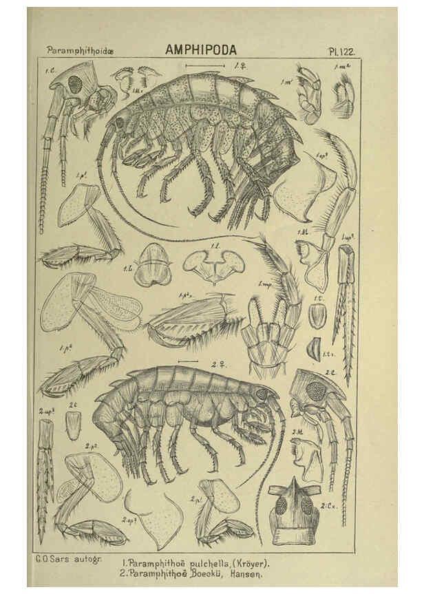 Reproducción/Reproduction 6194945929: An account of the Crustacea of Norway. v.1 Amphipoda (plates) Christiania,A. Cammermeyer,1895-1928