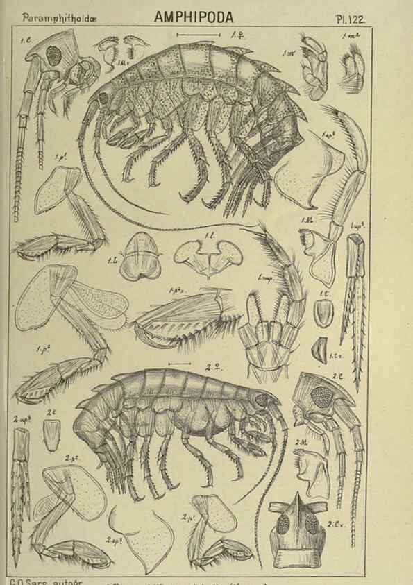 Reproducción/Reproduction 6194945929: An account of the Crustacea of Norway. v.1 Amphipoda (plates) Christiania,A. Cammermeyer,1895-1928