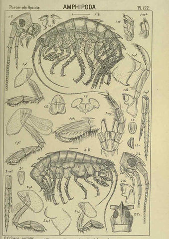 Reproducción/Reproduction 6194945929: An account of the Crustacea of Norway. v.1 Amphipoda (plates) Christiania,A. Cammermeyer,1895-1928