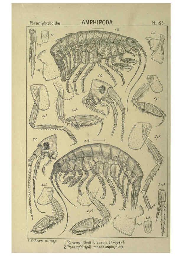 Reproducción/Reproduction 6195463490: An account of the Crustacea of Norway. v.1 Amphipoda (plates) Christiania,A. Cammermeyer,1895-1928
