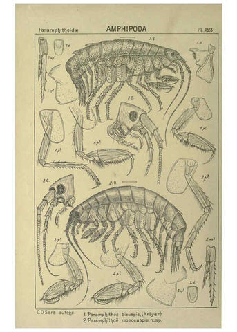 Reproducción/Reproduction 6195463490: An account of the Crustacea of Norway. v.1 Amphipoda (plates) Christiania,A. Cammermeyer,1895-1928