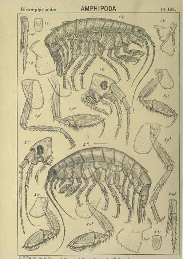 Reproducción/Reproduction 6195463490: An account of the Crustacea of Norway. v.1 Amphipoda (plates) Christiania,A. Cammermeyer,1895-1928