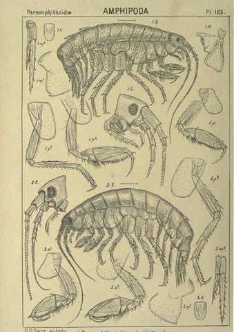 Reproducción/Reproduction 6195463490: An account of the Crustacea of Norway. v.1 Amphipoda (plates) Christiania,A. Cammermeyer,1895-1928