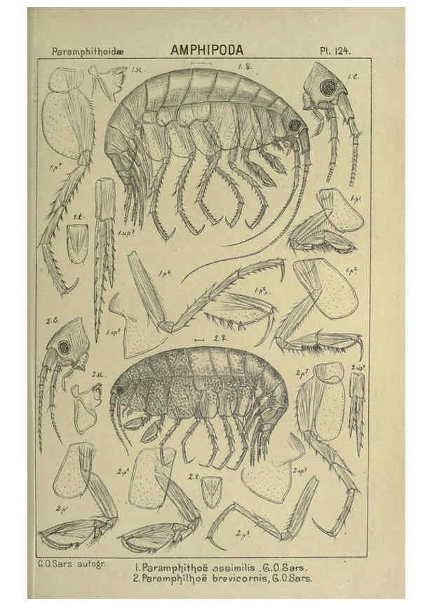 Reproducción/Reproduction 6195463768: An account of the Crustacea of Norway. v.1 Amphipoda (plates) Christiania,A. Cammermeyer,1895-1928