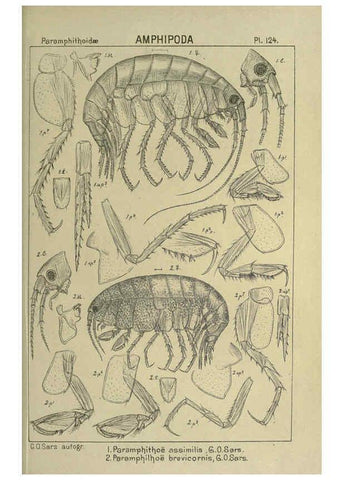 Reproducción/Reproduction 6195463768: An account of the Crustacea of Norway. v.1 Amphipoda (plates) Christiania,A. Cammermeyer,1895-1928