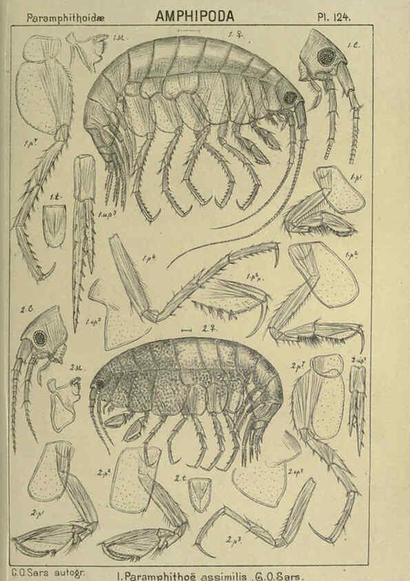Reproducción/Reproduction 6195463768: An account of the Crustacea of Norway. v.1 Amphipoda (plates) Christiania,A. Cammermeyer,1895-1928