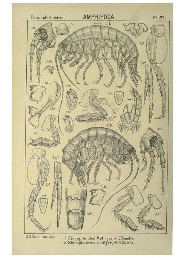 Reproducción/Reproduction 6194946681: An account of the Crustacea of Norway. v.1 Amphipoda (plates) Christiania,A. Cammermeyer,1895-1928