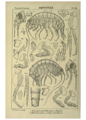 Reproducción/Reproduction 6194946681: An account of the Crustacea of Norway. v.1 Amphipoda (plates) Christiania,A. Cammermeyer,1895-1928