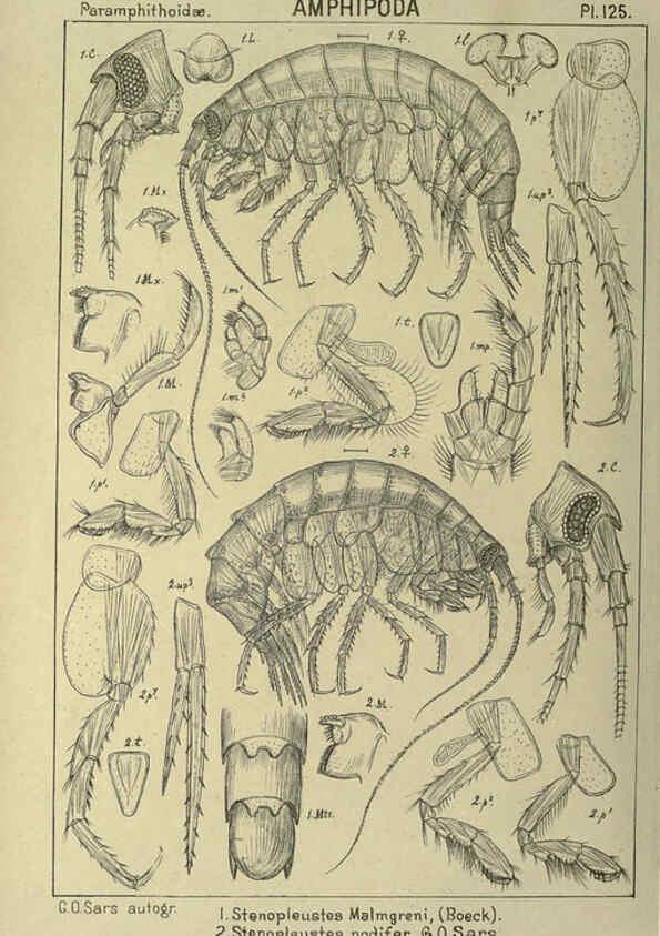 Reproducción/Reproduction 6194946681: An account of the Crustacea of Norway. v.1 Amphipoda (plates) Christiania,A. Cammermeyer,1895-1928
