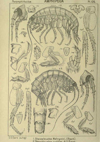 Reproducción/Reproduction 6194946681: An account of the Crustacea of Norway. v.1 Amphipoda (plates) Christiania,A. Cammermeyer,1895-1928