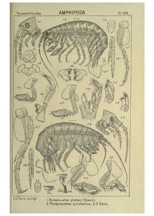 Reproducción/Reproduction 6194946887: An account of the Crustacea of Norway. v.1 Amphipoda (plates) Christiania,A. Cammermeyer,1895-1928