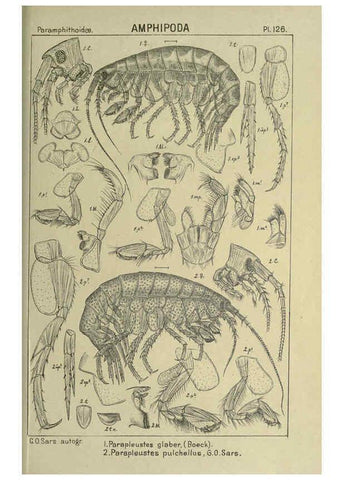 Reproducción/Reproduction 6194946887: An account of the Crustacea of Norway. v.1 Amphipoda (plates) Christiania,A. Cammermeyer,1895-1928