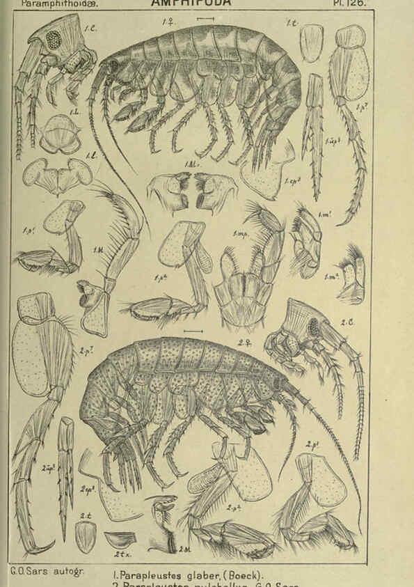 Reproducción/Reproduction 6194946887: An account of the Crustacea of Norway. v.1 Amphipoda (plates) Christiania,A. Cammermeyer,1895-1928