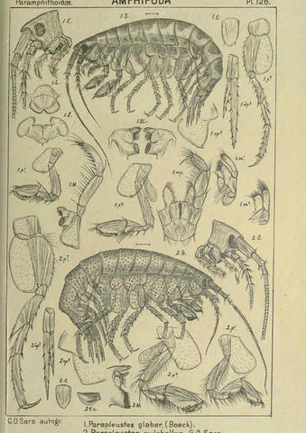 Reproducción/Reproduction 6194946887: An account of the Crustacea of Norway. v.1 Amphipoda (plates) Christiania,A. Cammermeyer,1895-1928