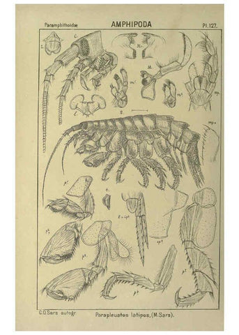 Reproducción/Reproduction 6194947171: An account of the Crustacea of Norway. v.1 Amphipoda (plates) Christiania,A. Cammermeyer,1895-1928