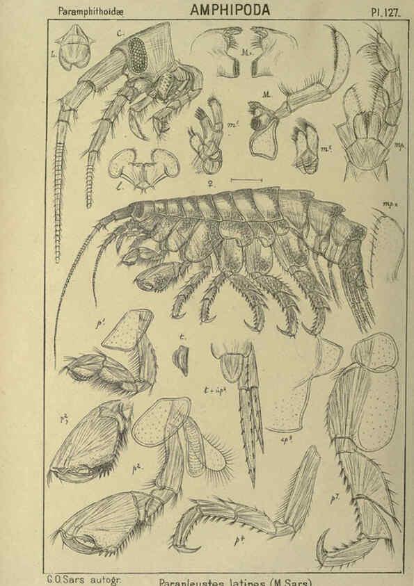 Reproducción/Reproduction 6194947171: An account of the Crustacea of Norway. v.1 Amphipoda (plates) Christiania,A. Cammermeyer,1895-1928