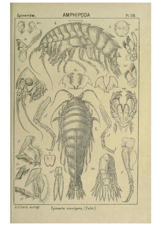 Reproducción/Reproduction 6195464620: An account of the Crustacea of Norway. v.1 Amphipoda (plates) Christiania,A. Cammermeyer,1895-1928