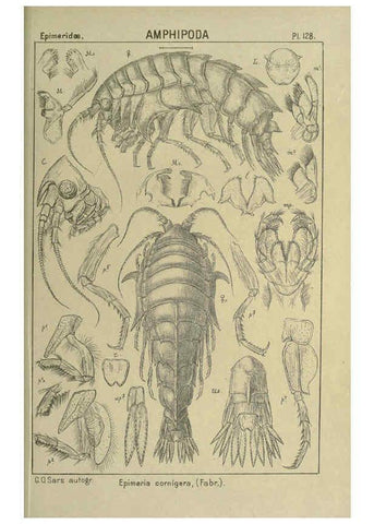 Reproducción/Reproduction 6195464620: An account of the Crustacea of Norway. v.1 Amphipoda (plates) Christiania,A. Cammermeyer,1895-1928