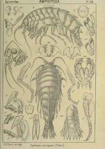 Reproducción/Reproduction 6195464620: An account of the Crustacea of Norway. v.1 Amphipoda (plates) Christiania,A. Cammermeyer,1895-1928
