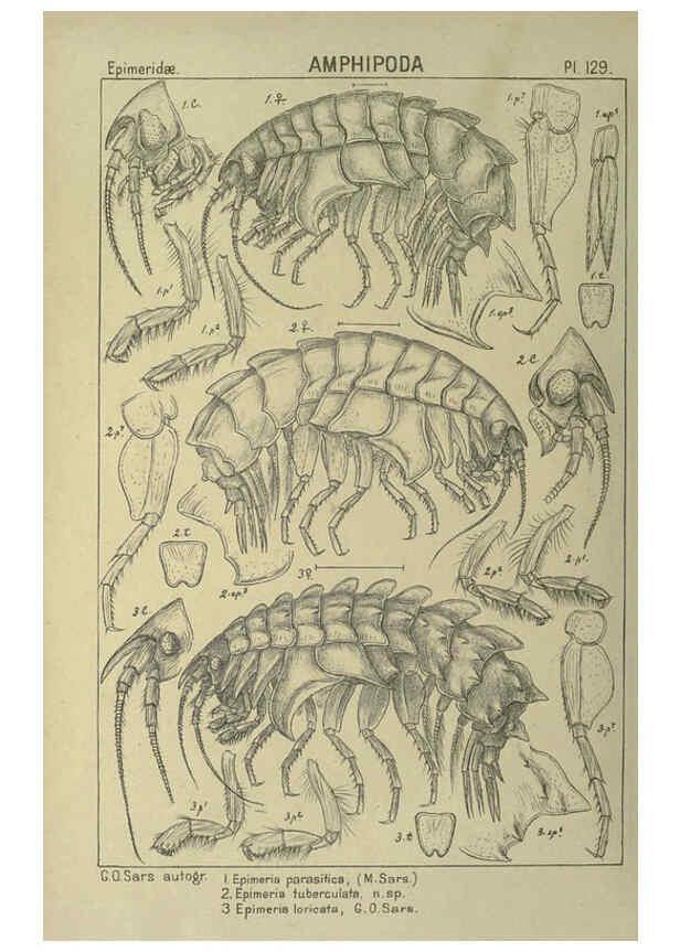 Reproducción/Reproduction 6195464820: An account of the Crustacea of Norway. v.1 Amphipoda (plates) Christiania,A. Cammermeyer,1895-1928