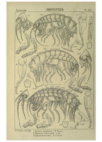 Reproducción/Reproduction 6195464820: An account of the Crustacea of Norway. v.1 Amphipoda (plates) Christiania,A. Cammermeyer,1895-1928