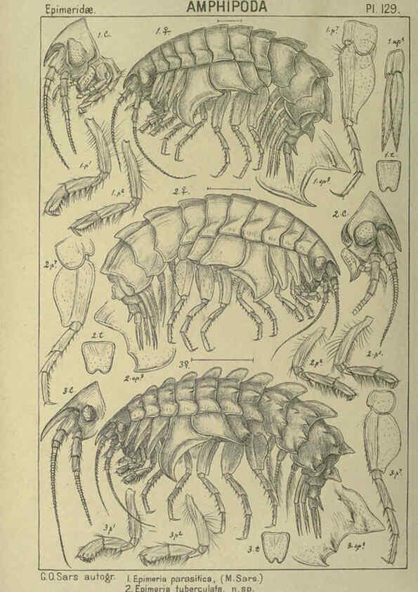 Reproducción/Reproduction 6195464820: An account of the Crustacea of Norway. v.1 Amphipoda (plates) Christiania,A. Cammermeyer,1895-1928