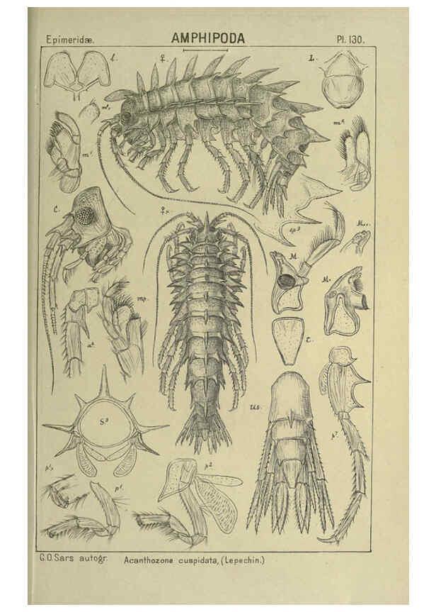 Reproducción/Reproduction 6195465032: An account of the Crustacea of Norway. v.1 Amphipoda (plates) Christiania,A. Cammermeyer,1895-1928
