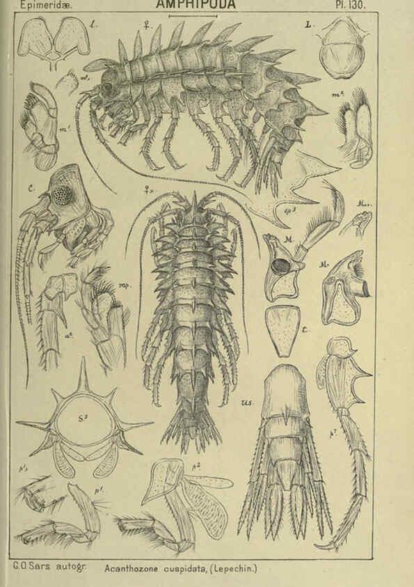Reproducción/Reproduction 6195465032: An account of the Crustacea of Norway. v.1 Amphipoda (plates) Christiania,A. Cammermeyer,1895-1928