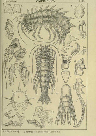 Reproducción/Reproduction 6195465032: An account of the Crustacea of Norway. v.1 Amphipoda (plates) Christiania,A. Cammermeyer,1895-1928