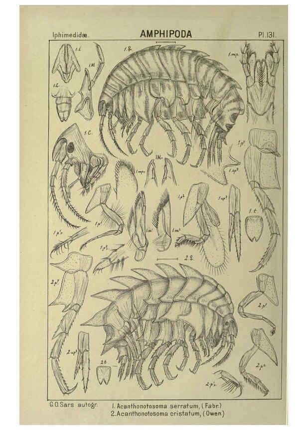 Reproducción/Reproduction 6195465228: An account of the Crustacea of Norway. v.1 Amphipoda (plates) Christiania,A. Cammermeyer,1895-1928