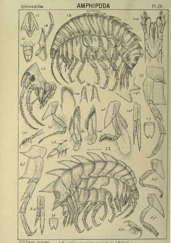 Reproducción/Reproduction 6195465228: An account of the Crustacea of Norway. v.1 Amphipoda (plates) Christiania,A. Cammermeyer,1895-1928