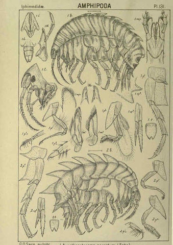 Reproducción/Reproduction 6195465228: An account of the Crustacea of Norway. v.1 Amphipoda (plates) Christiania,A. Cammermeyer,1895-1928