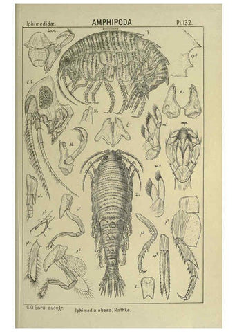 Reproducción/Reproduction 6194948081: An account of the Crustacea of Norway. v.1 Amphipoda (plates) Christiania,A. Cammermeyer,1895-1928