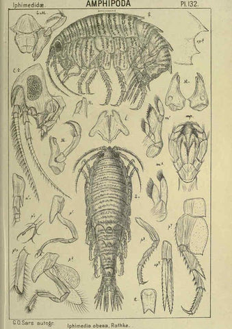 Reproducción/Reproduction 6194948081: An account of the Crustacea of Norway. v.1 Amphipoda (plates) Christiania,A. Cammermeyer,1895-1928
