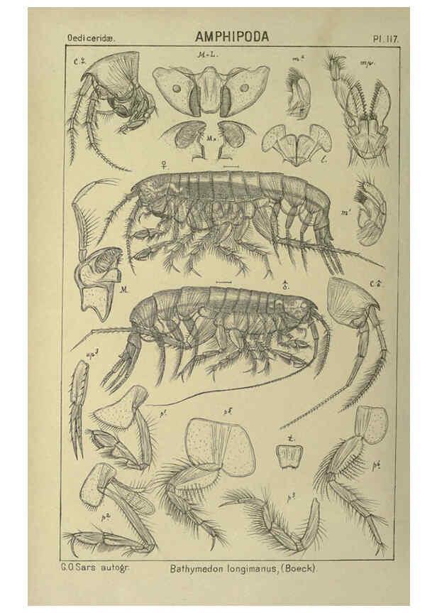 Reproducción/Reproduction 6194944707: An account of the Crustacea of Norway. v.1 Amphipoda (plates) Christiania,A. Cammermeyer,1895-1928