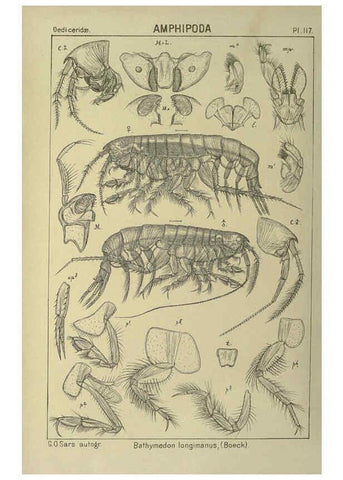 Reproducción/Reproduction 6194944707: An account of the Crustacea of Norway. v.1 Amphipoda (plates) Christiania,A. Cammermeyer,1895-1928