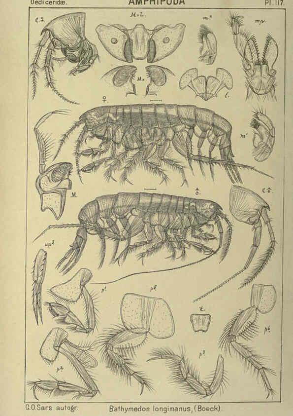 Reproducción/Reproduction 6194944707: An account of the Crustacea of Norway. v.1 Amphipoda (plates) Christiania,A. Cammermeyer,1895-1928