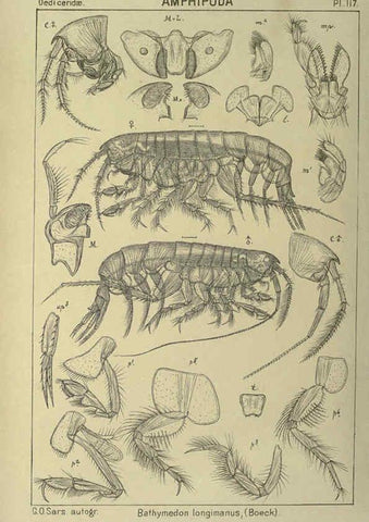 Reproducción/Reproduction 6194944707: An account of the Crustacea of Norway. v.1 Amphipoda (plates) Christiania,A. Cammermeyer,1895-1928
