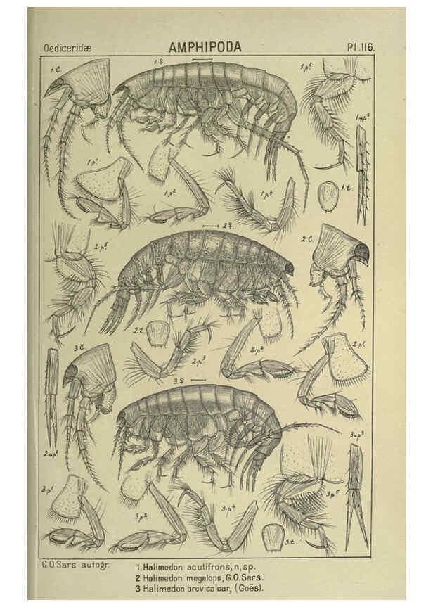 Reproducción/Reproduction 6194944565: An account of the Crustacea of Norway. v.1 Amphipoda (plates) Christiania,A. Cammermeyer,1895-1928