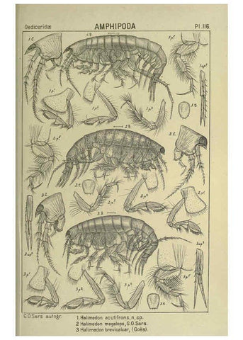 Reproducción/Reproduction 6194944565: An account of the Crustacea of Norway. v.1 Amphipoda (plates) Christiania,A. Cammermeyer,1895-1928