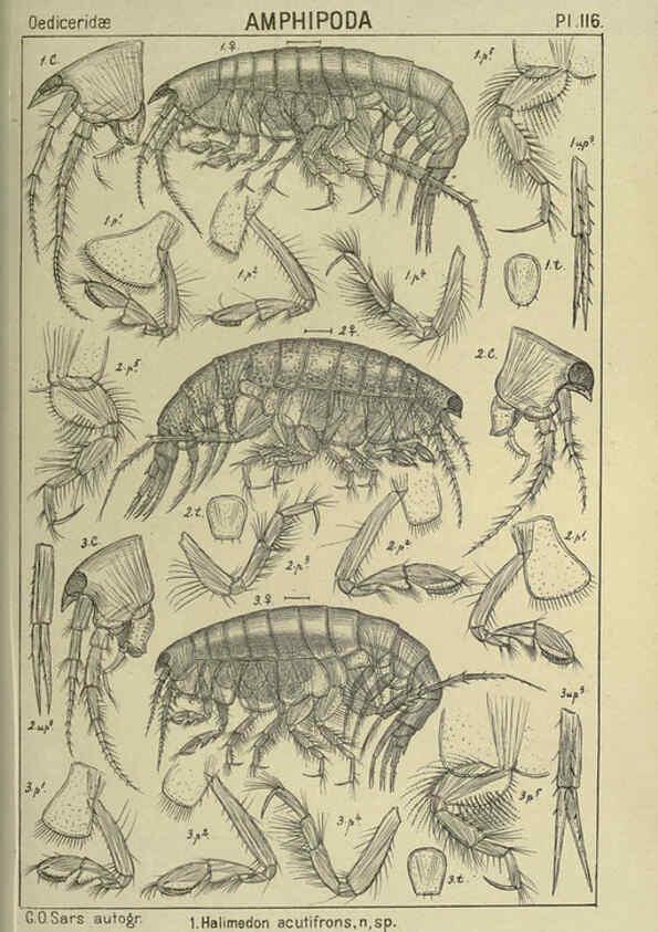 Reproducción/Reproduction 6194944565: An account of the Crustacea of Norway. v.1 Amphipoda (plates) Christiania,A. Cammermeyer,1895-1928