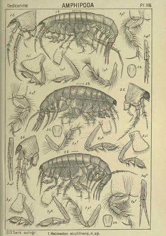 Reproducción/Reproduction 6194944565: An account of the Crustacea of Norway. v.1 Amphipoda (plates) Christiania,A. Cammermeyer,1895-1928