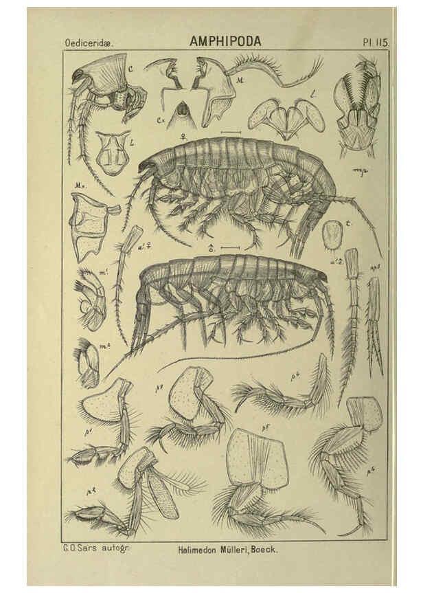 Reproducción/Reproduction 6194944253: An account of the Crustacea of Norway. v.1 Amphipoda (plates) Christiania,A. Cammermeyer,1895-1928