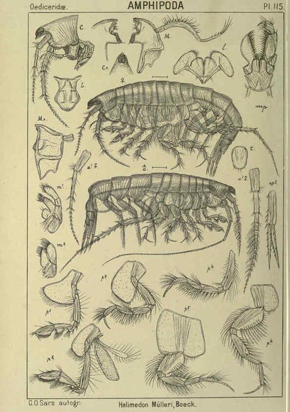 Reproducción/Reproduction 6194944253: An account of the Crustacea of Norway. v.1 Amphipoda (plates) Christiania,A. Cammermeyer,1895-1928