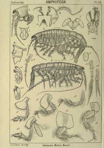 Reproducción/Reproduction 6194944253: An account of the Crustacea of Norway. v.1 Amphipoda (plates) Christiania,A. Cammermeyer,1895-1928