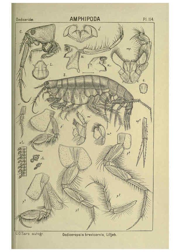 Reproducción/Reproduction 6194944071: An account of the Crustacea of Norway. v.1 Amphipoda (plates) Christiania,A. Cammermeyer,1895-1928