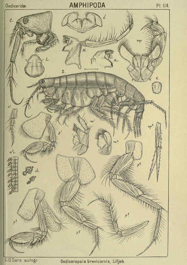 Reproducción/Reproduction 6194944071: An account of the Crustacea of Norway. v.1 Amphipoda (plates) Christiania,A. Cammermeyer,1895-1928