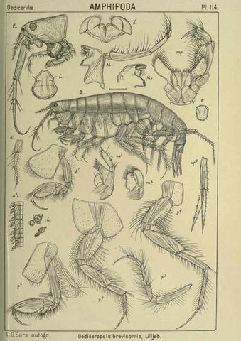Reproducción/Reproduction 6194944071: An account of the Crustacea of Norway. v.1 Amphipoda (plates) Christiania,A. Cammermeyer,1895-1928